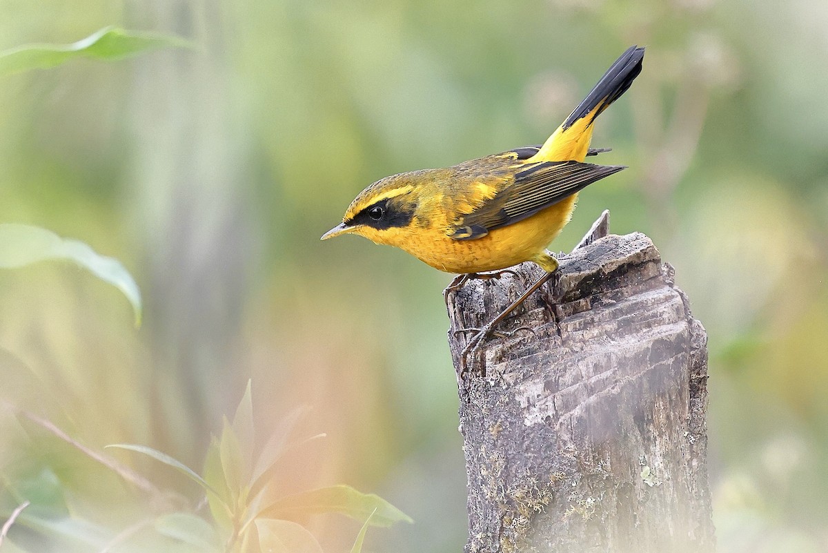 Txindor buztanoria - ML652208610