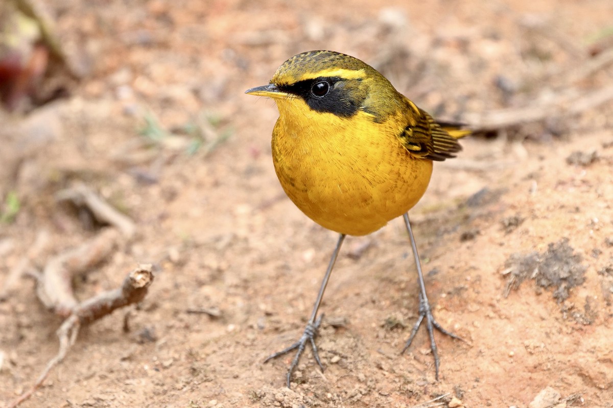 Txindor buztanoria - ML652208613