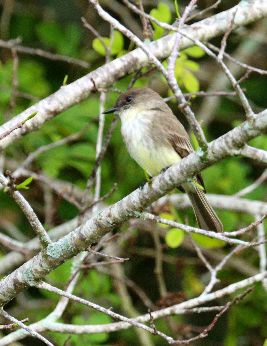 Феб буроспинний - ML652208623