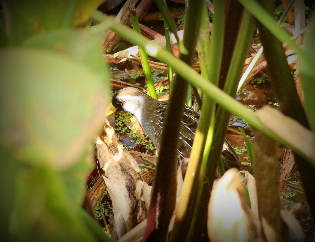 Погонич каролінський - ML652208675