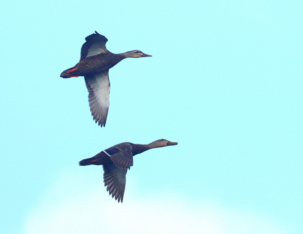 Крижень флоридський - ML652208914