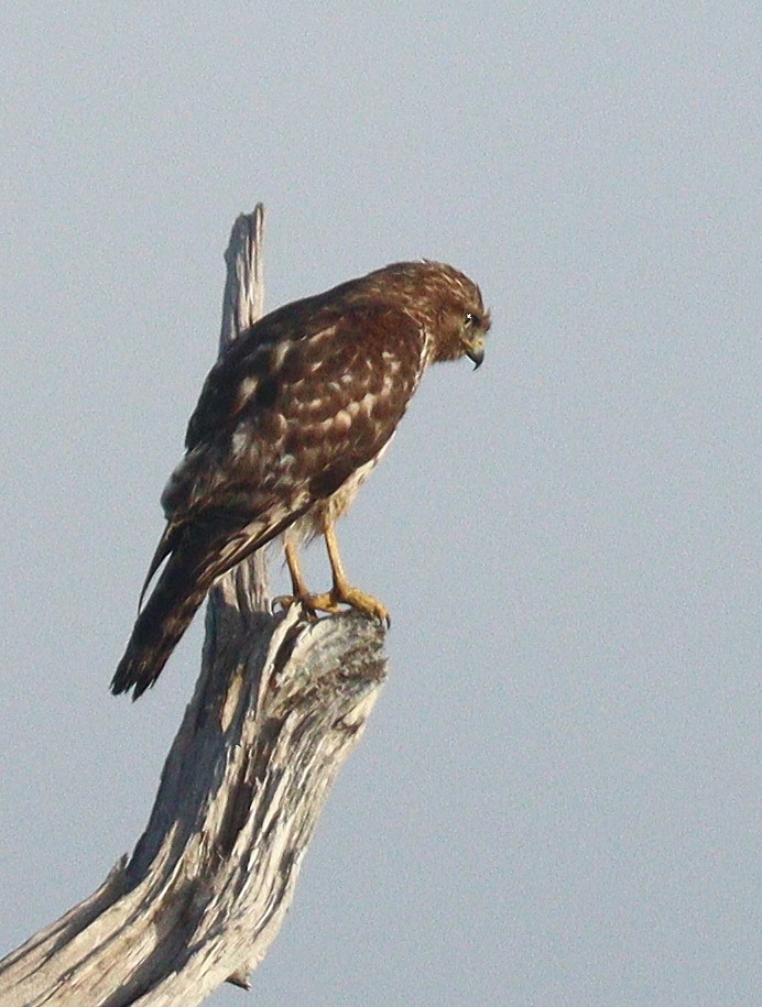 Канюк рудоплечий - ML652209045