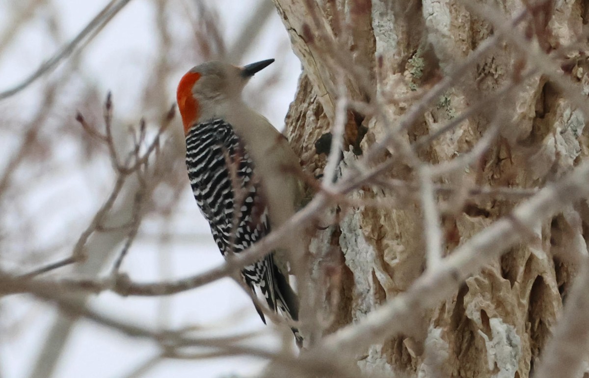 Pic à ventre roux - ML652209064