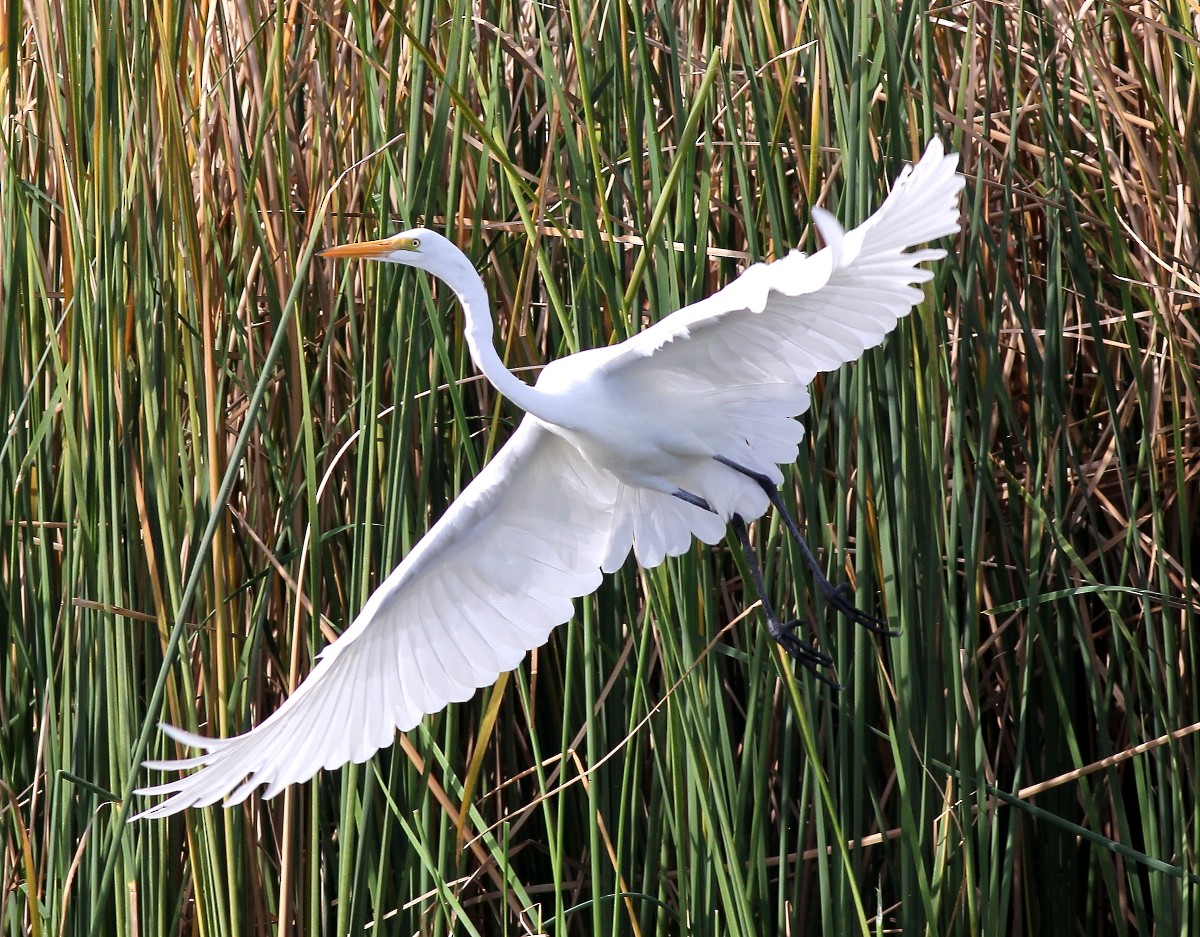 Great Egret - ML65220941