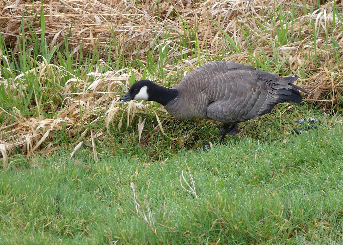 eBird Checklist - 4 Mar 2026 - Billy Frank Jr. Nisqually NWR - 73 ...