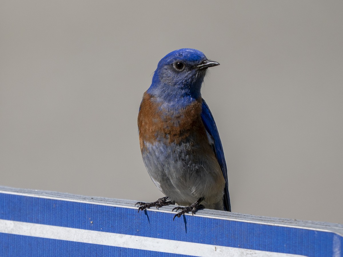 Блакитник західний - ML652209723