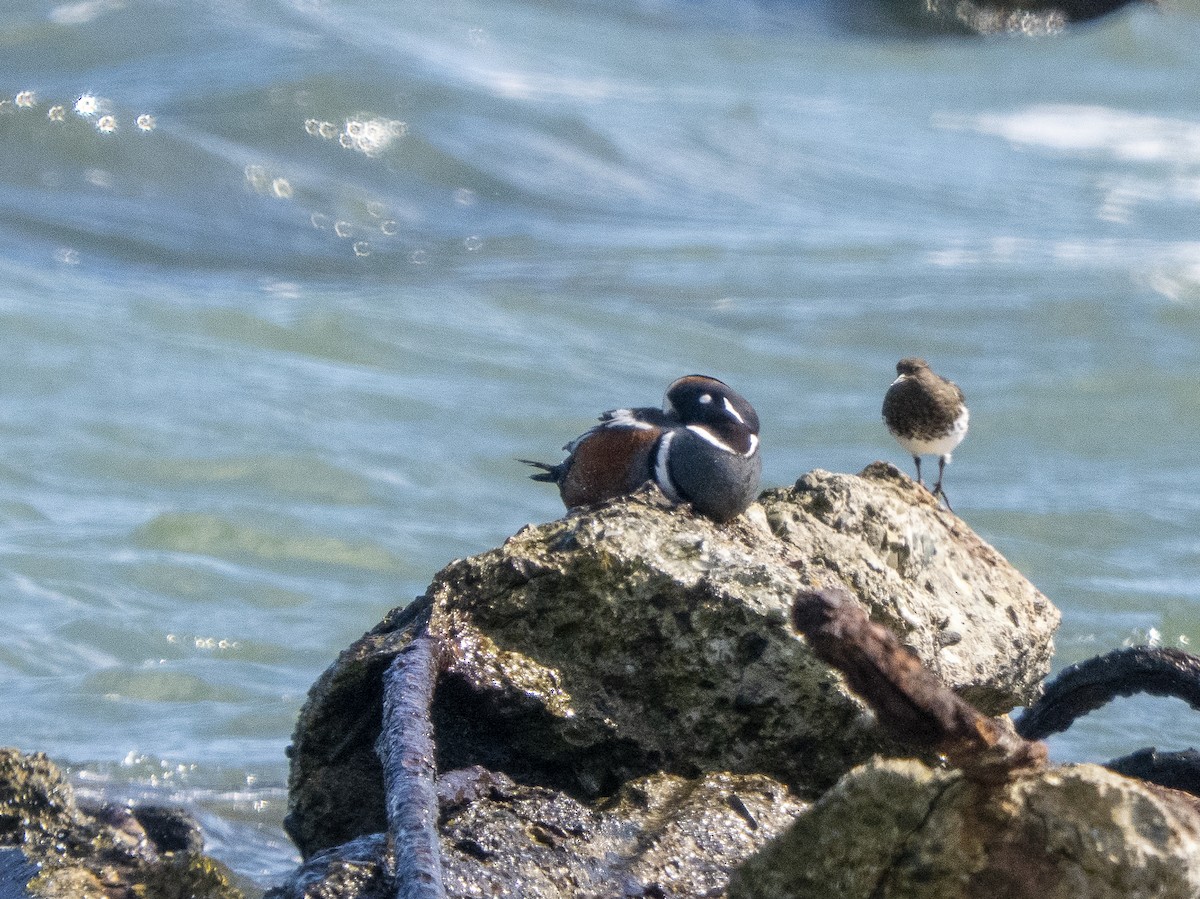 Каменярка - ML652209729