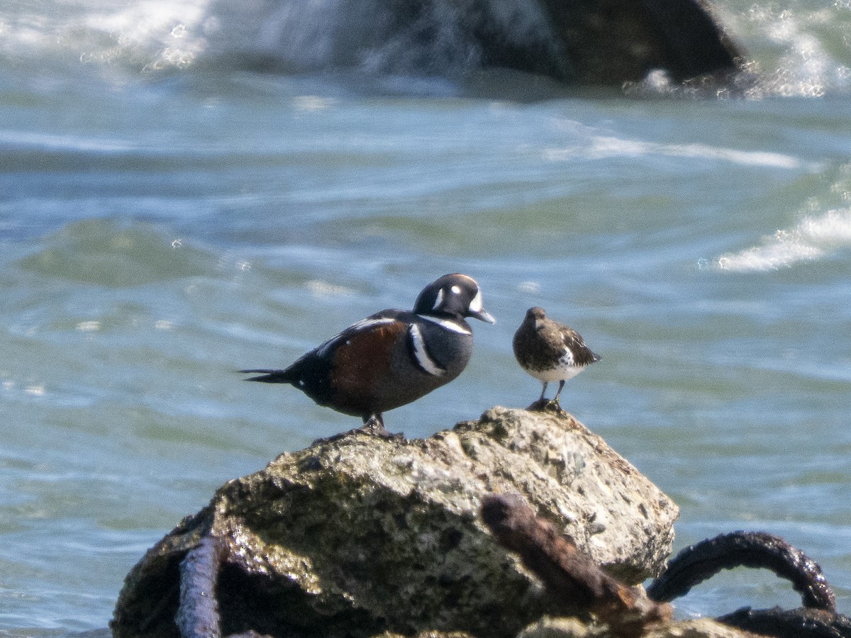 Каменярка - ML652209738