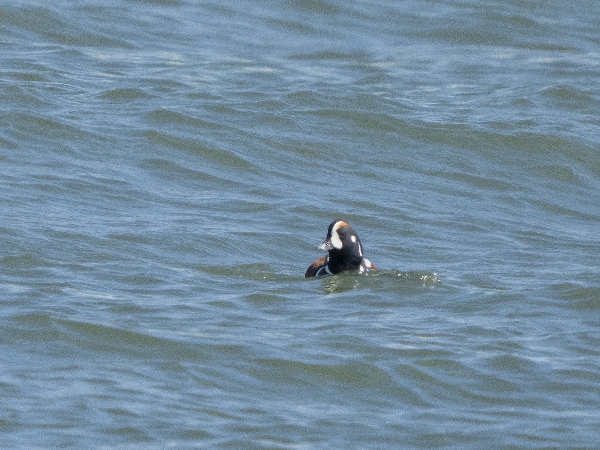 Каменярка - ML652209743