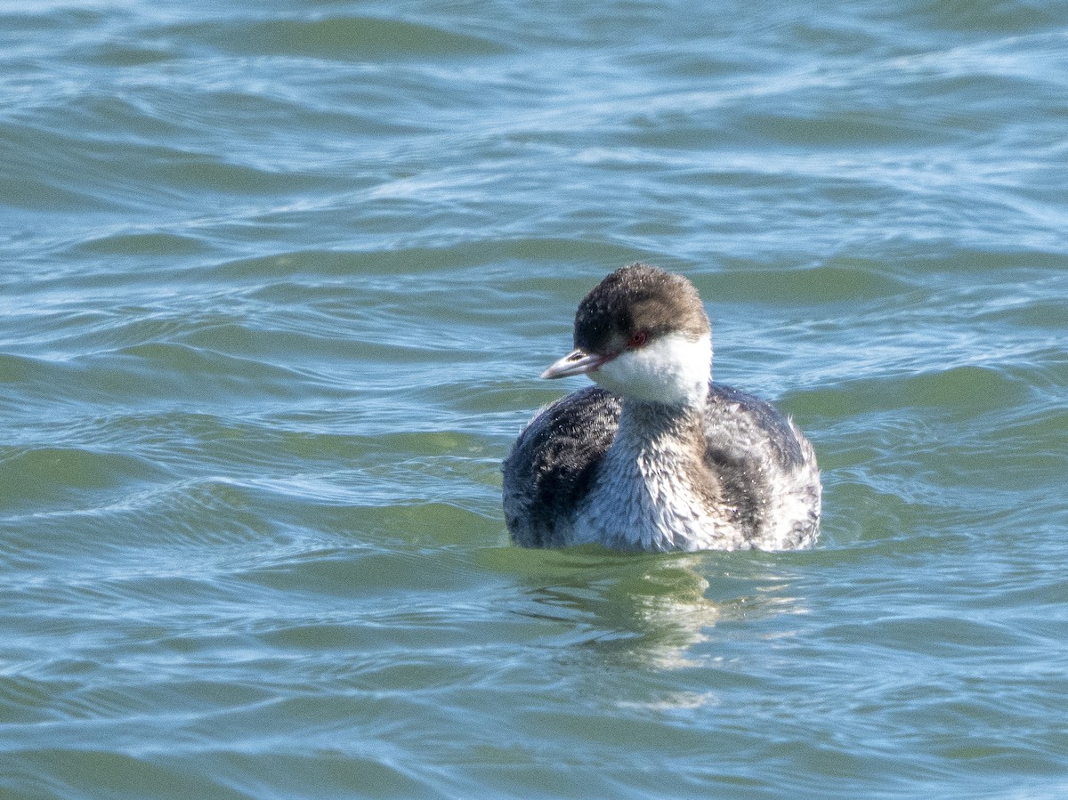 Пірникоза червоношия - ML652209817