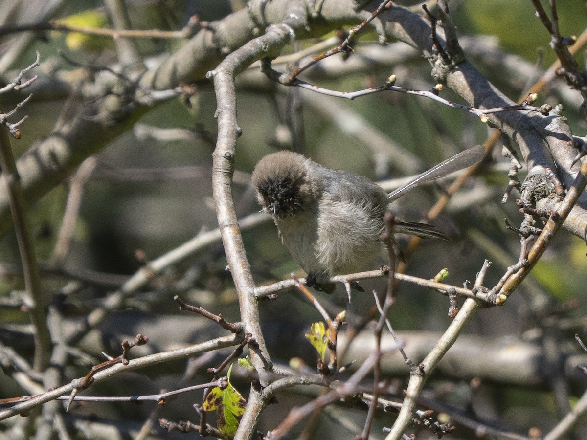 Ополовник американський - ML652209898