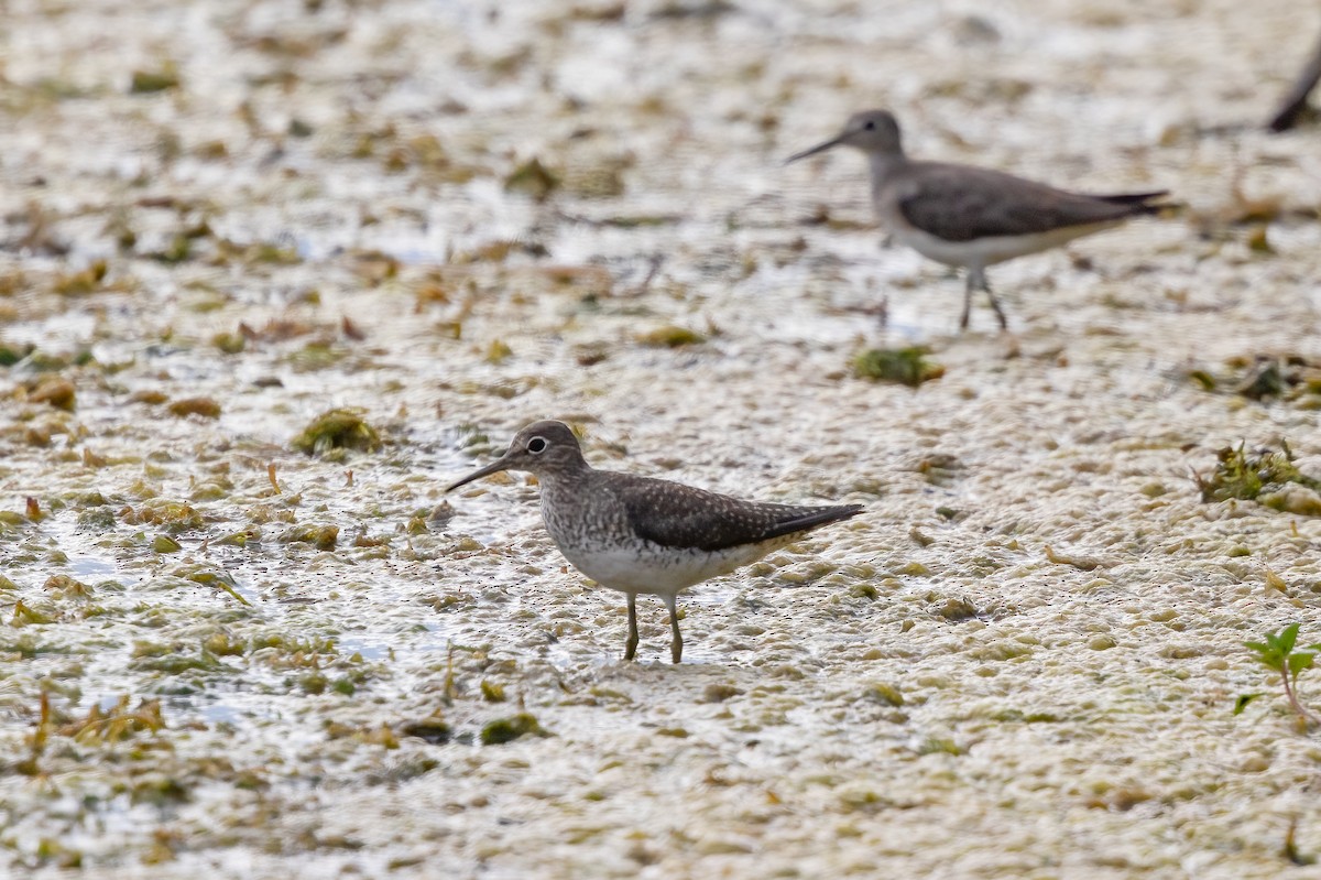 Solitary Sandpiper - ML652209916