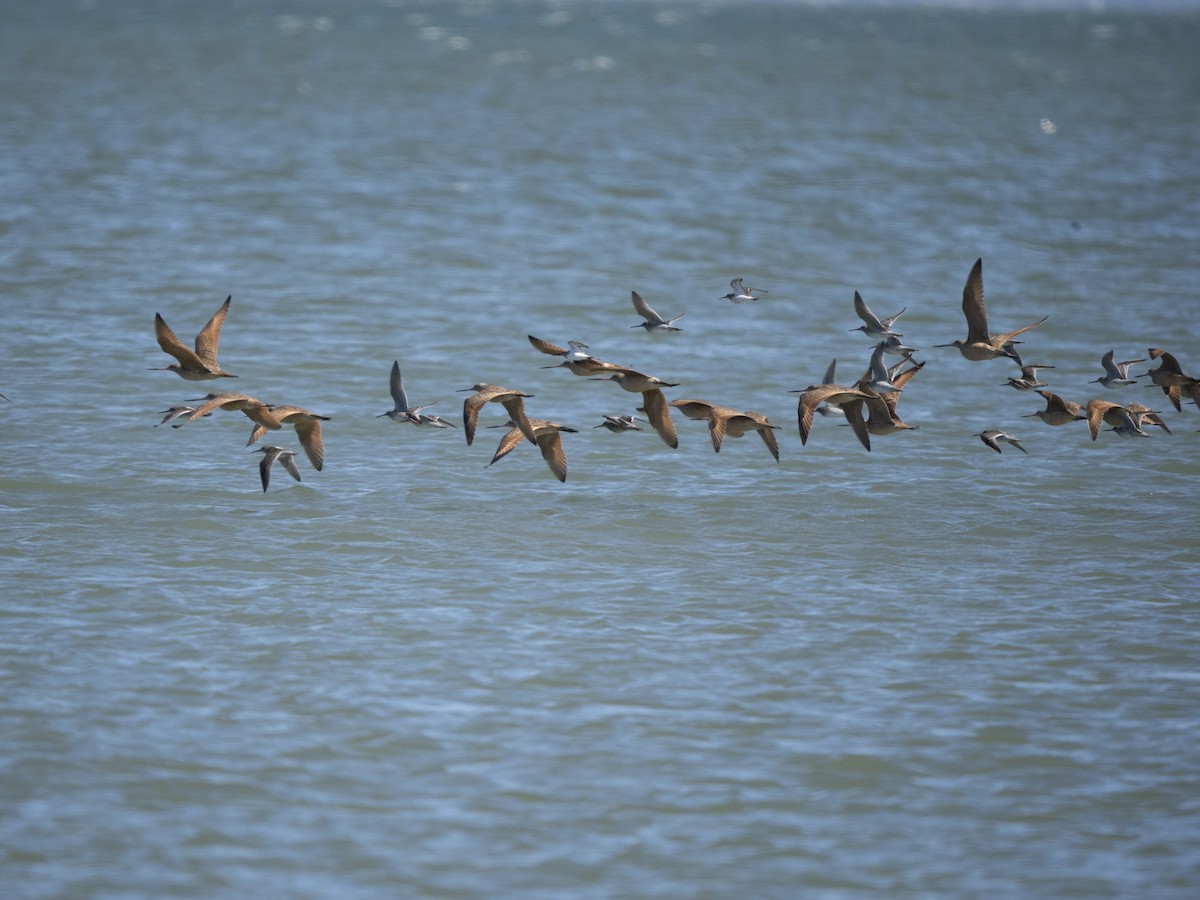 Грицик чорнохвостий - ML652209969