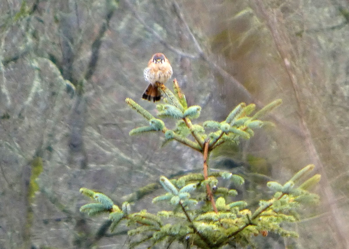 American Kestrel (Northern) - ML652209972