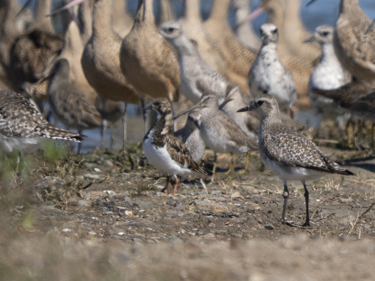 Крем'яшник звичайний - ML652209981