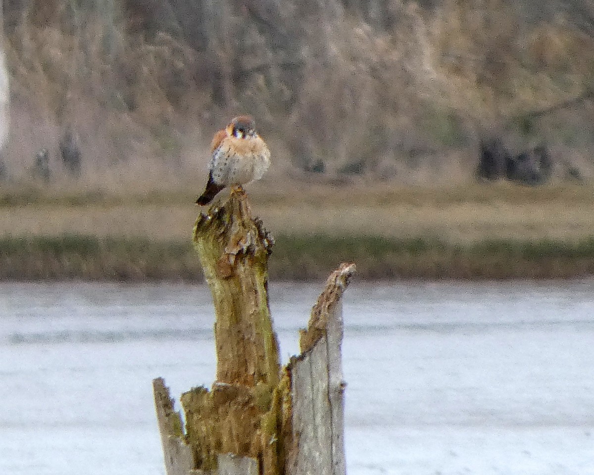 American Kestrel (Northern) - ML652209985