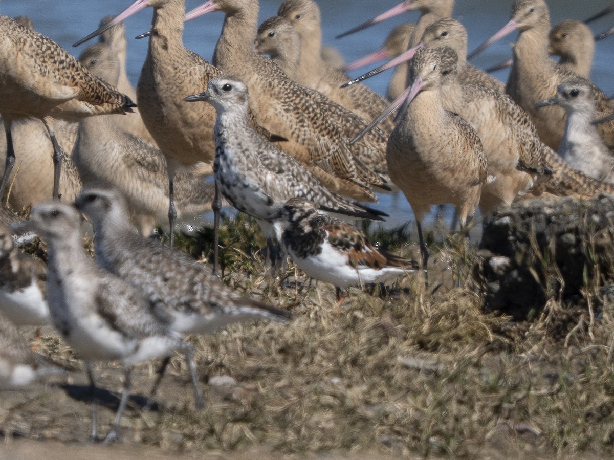 Сивка морська - ML652209992