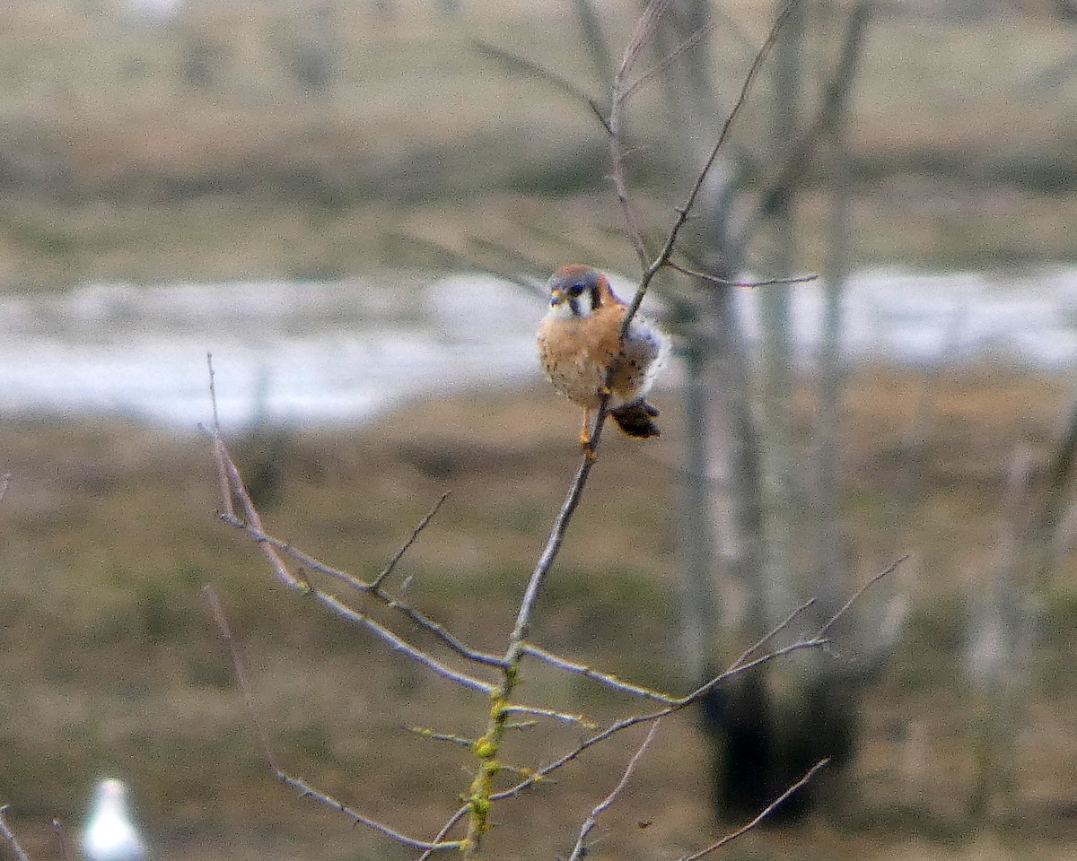 American Kestrel (Northern) - ML652210003