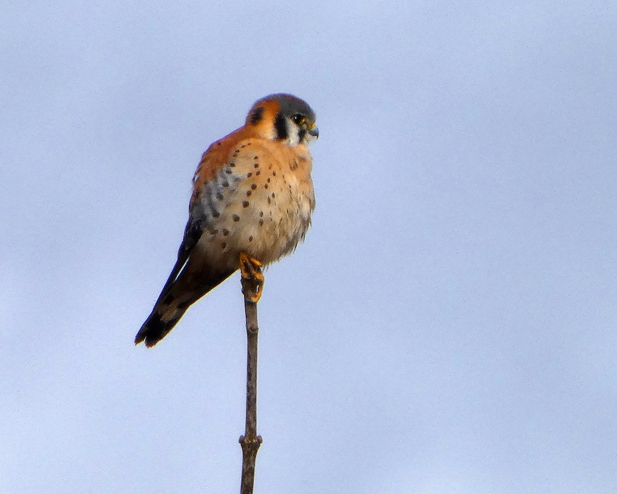 American Kestrel (Northern) - ML652210025