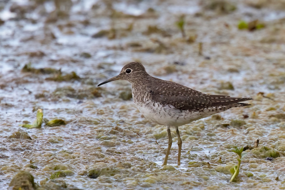 Solitary Sandpiper - ML652210224