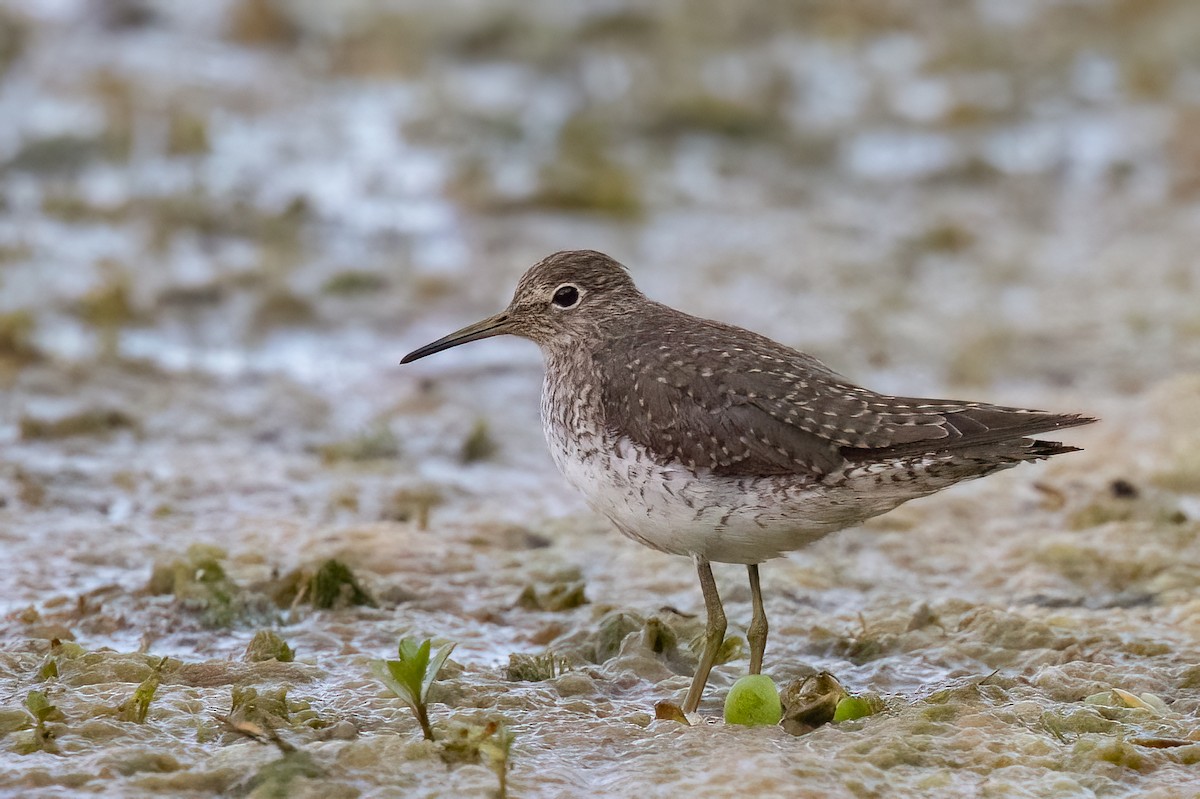 Solitary Sandpiper - ML652210226