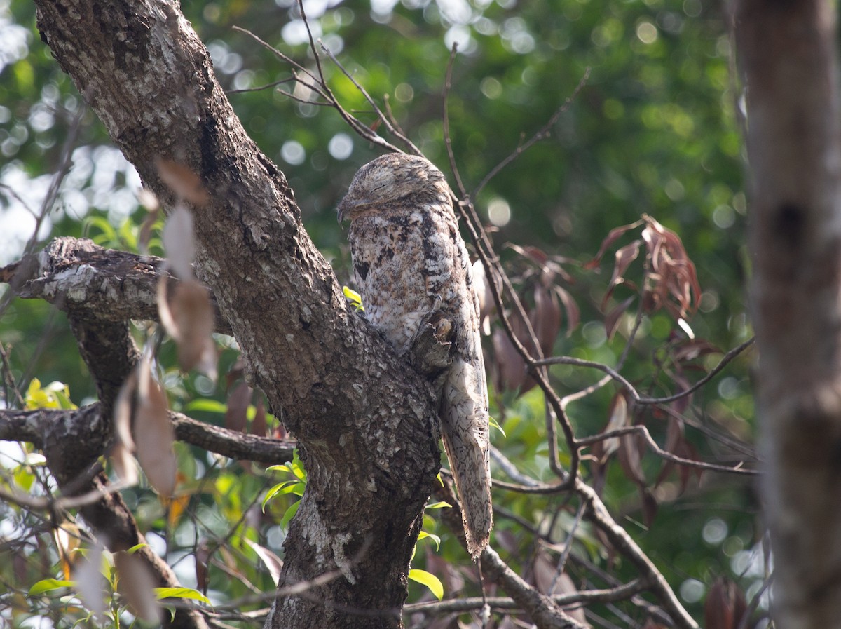Great Potoo - ML652210234