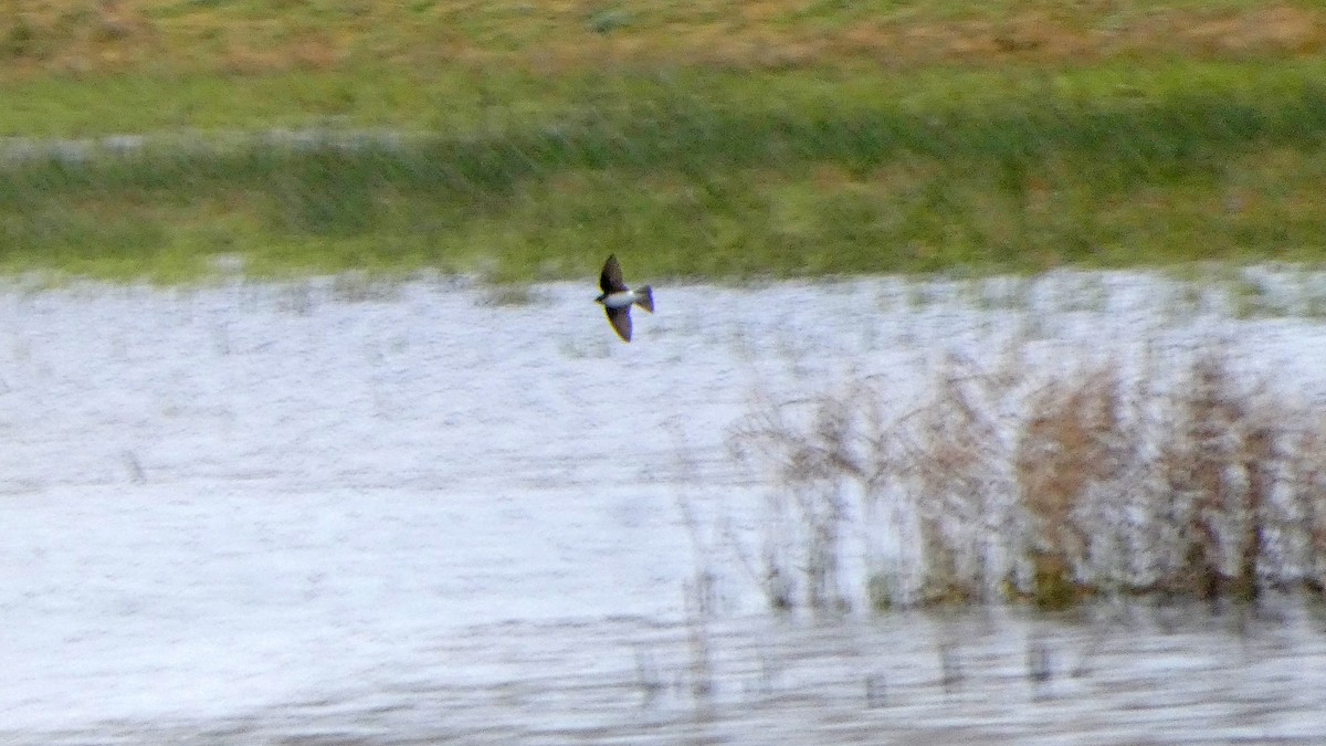 Tree Swallow - ML652210291