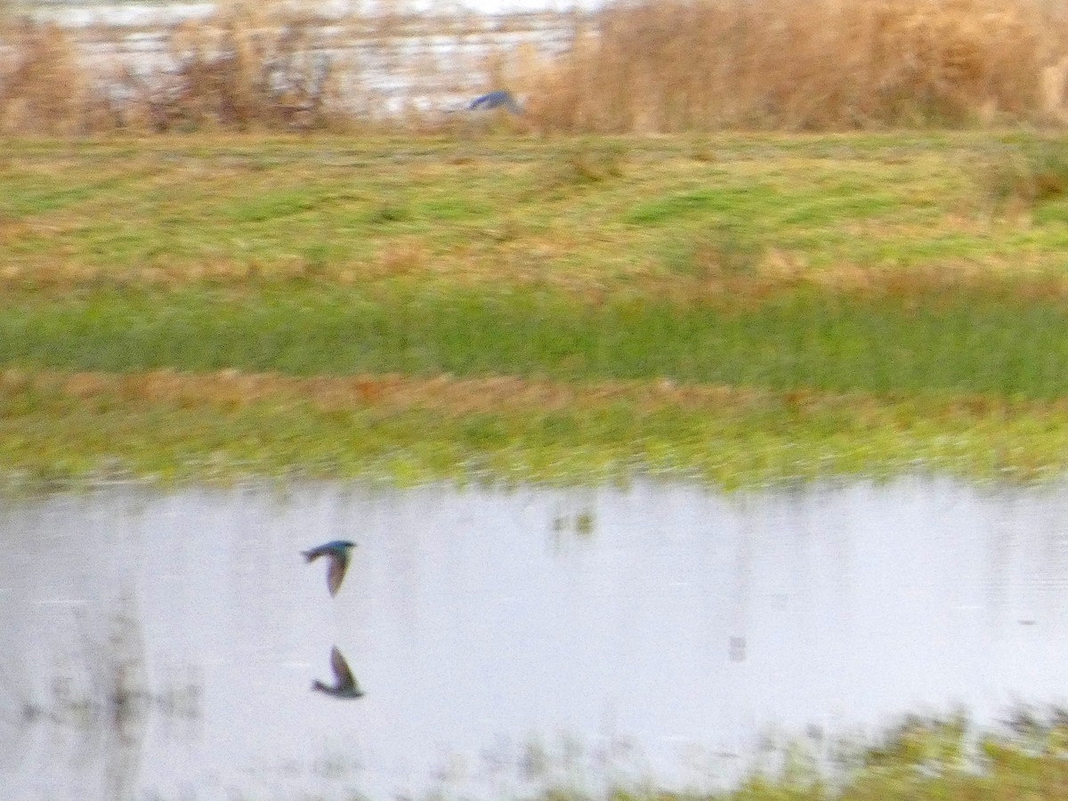 Violet-green Swallow - ML652210305