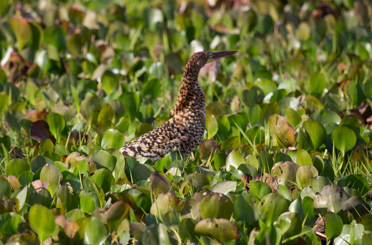 Rufescent Tiger-Heron - ML652210367