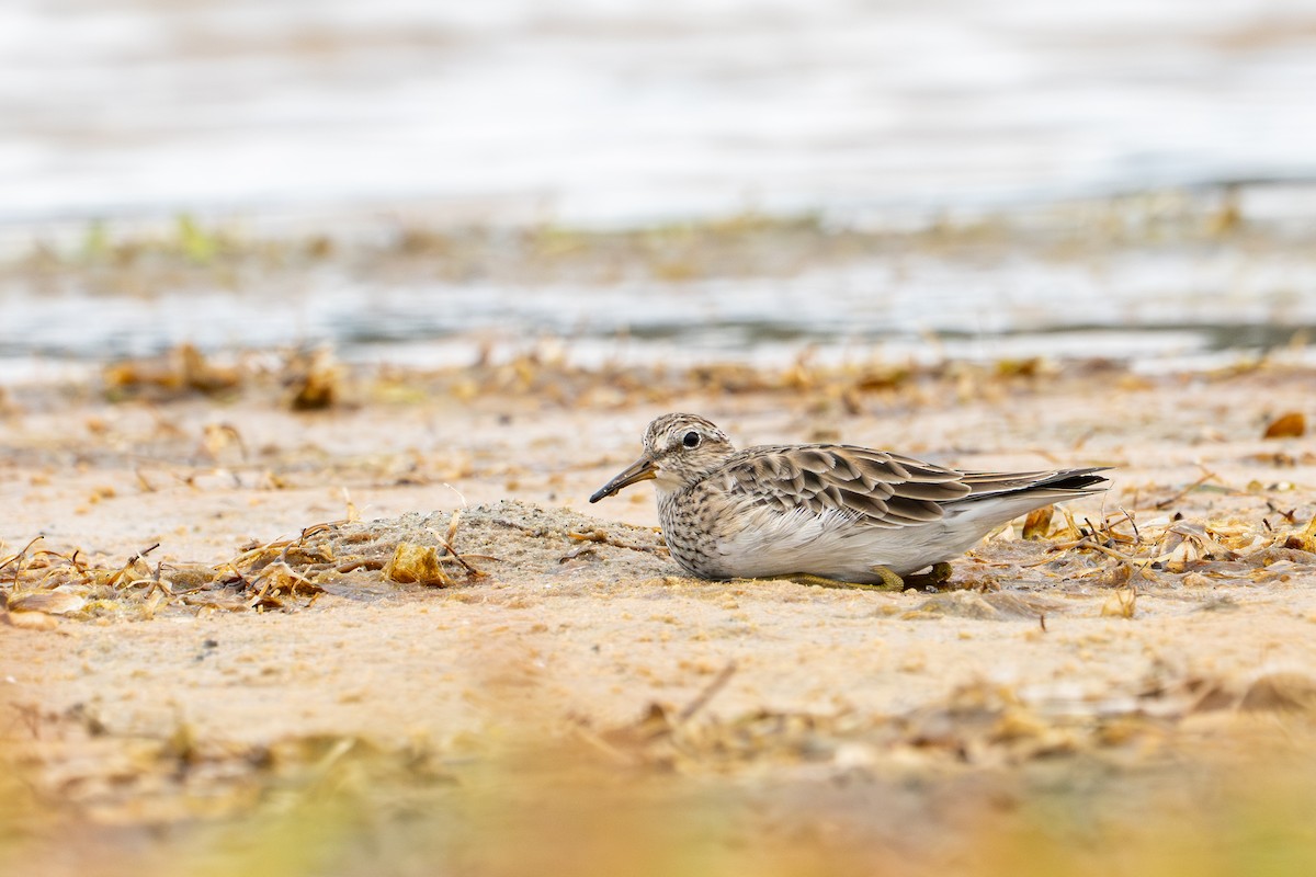 Correlimos Pectoral - ML652210375