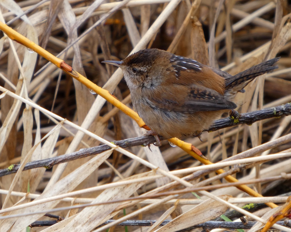 Marsh Wren - ML652210392
