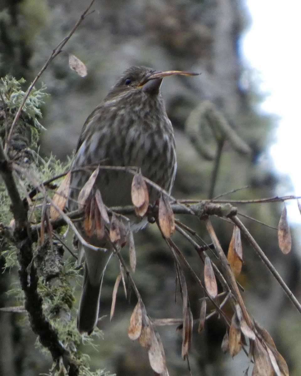 Purple Finch (Western) - ML652210410