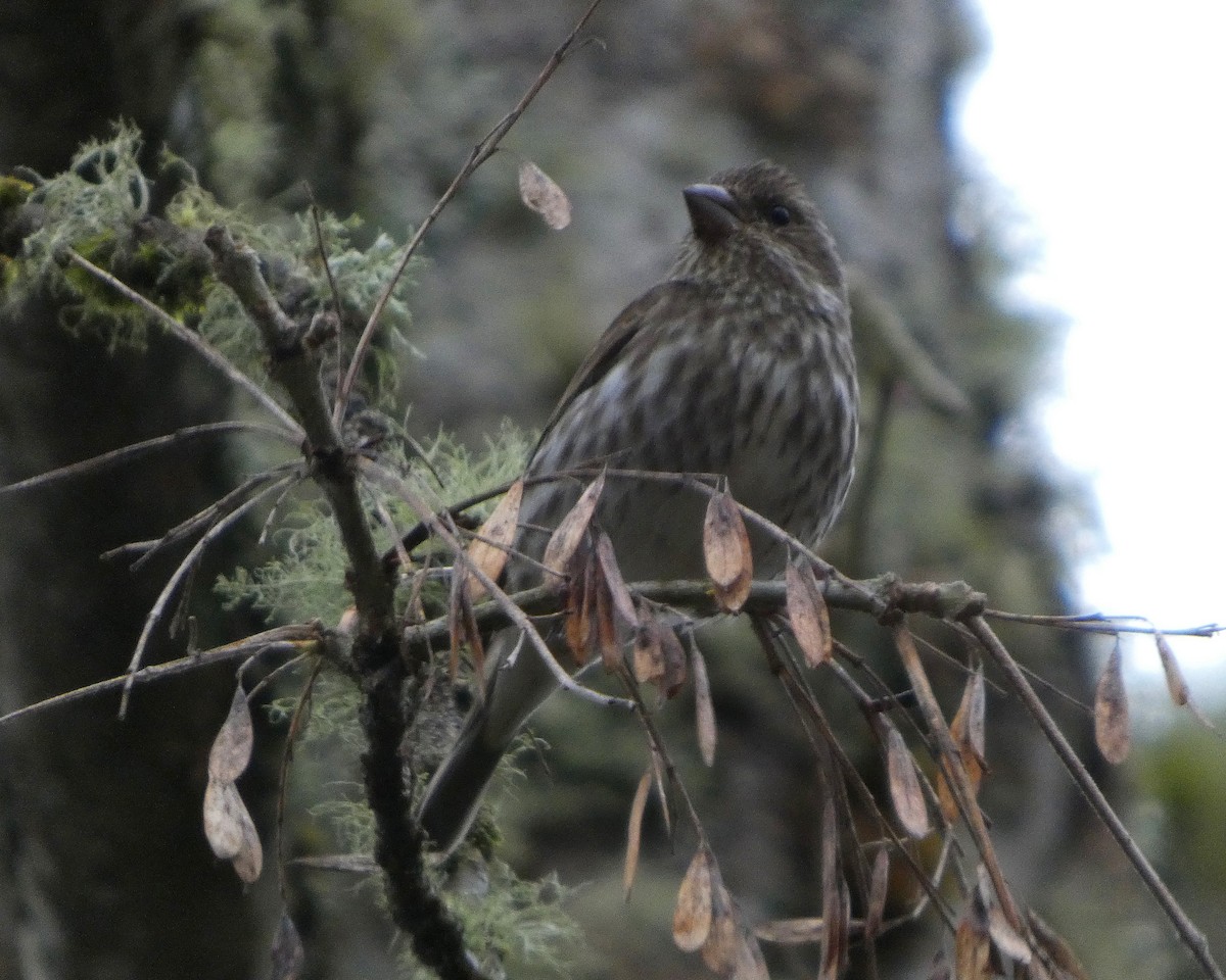 Purple Finch (Western) - ML652210411