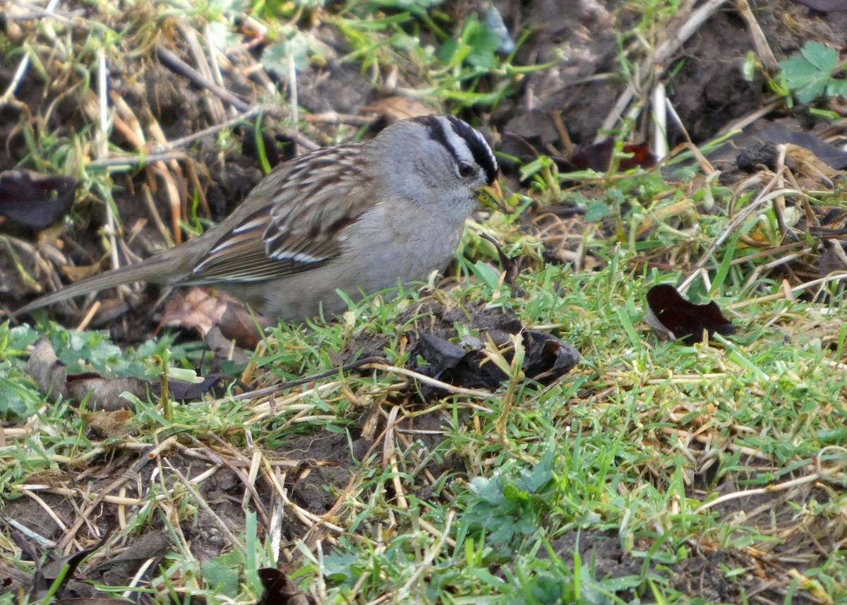 White-crowned Sparrow (pugetensis) - ML652210421
