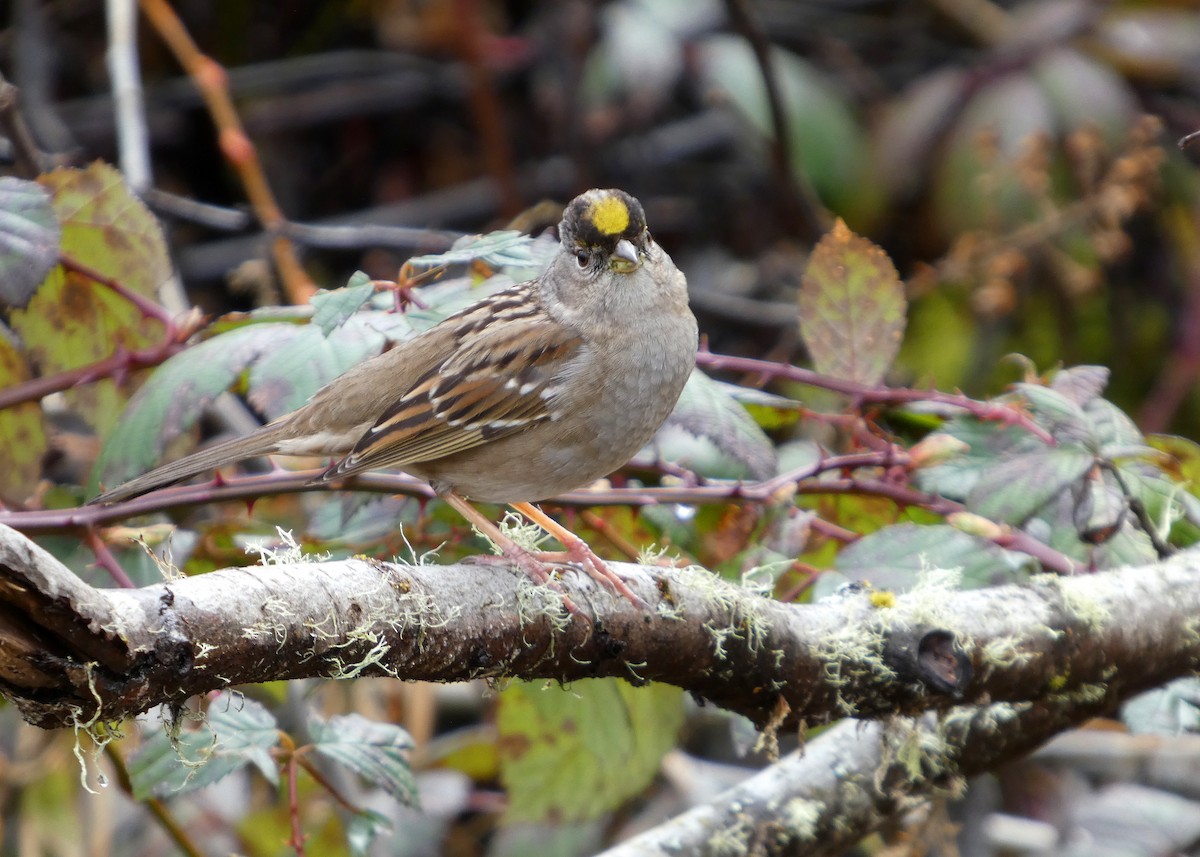Golden-crowned Sparrow - ML652210476