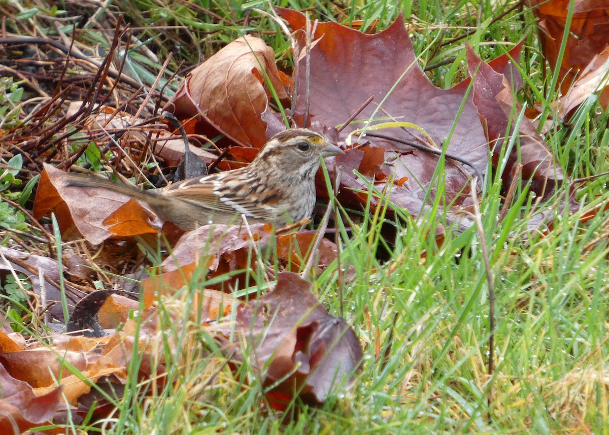 White-throated Sparrow - ML652210487