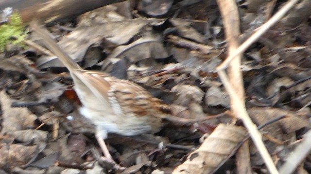 White-throated Sparrow - ML652210501