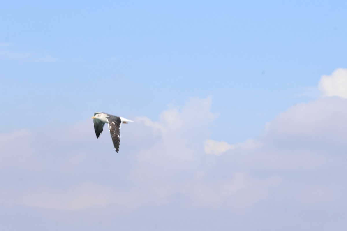 ニシセグロカモメ - ML652210589