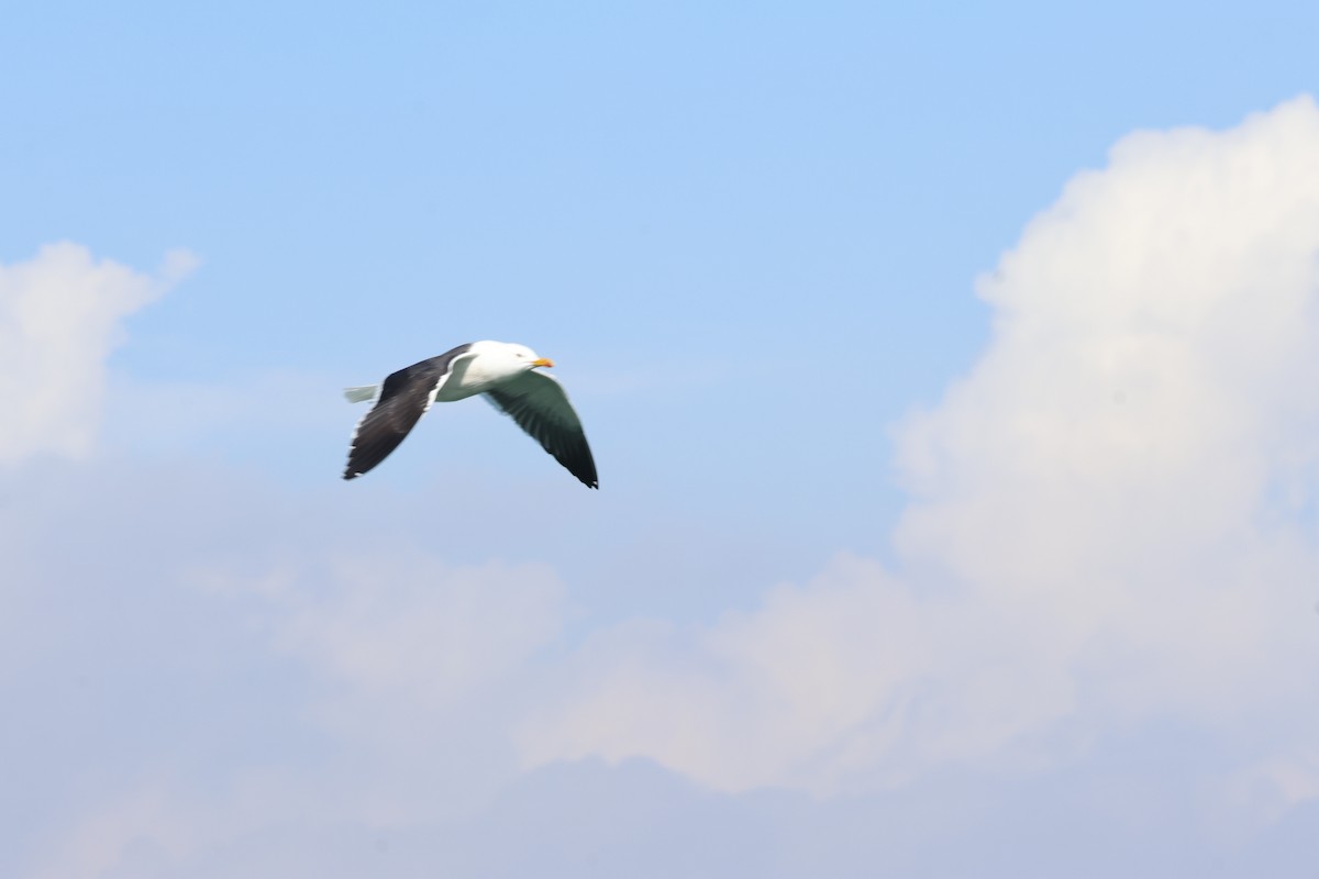 ニシセグロカモメ - ML652210590