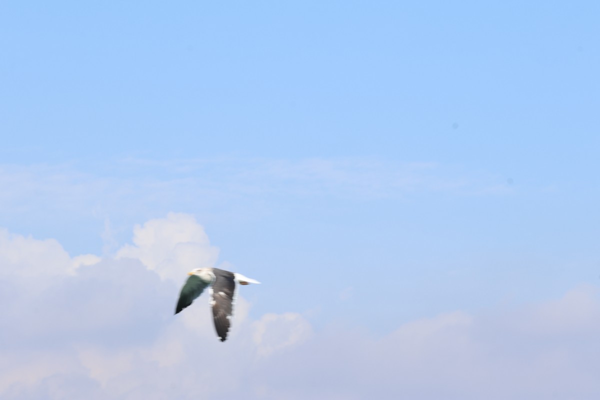 ニシセグロカモメ - ML652210591