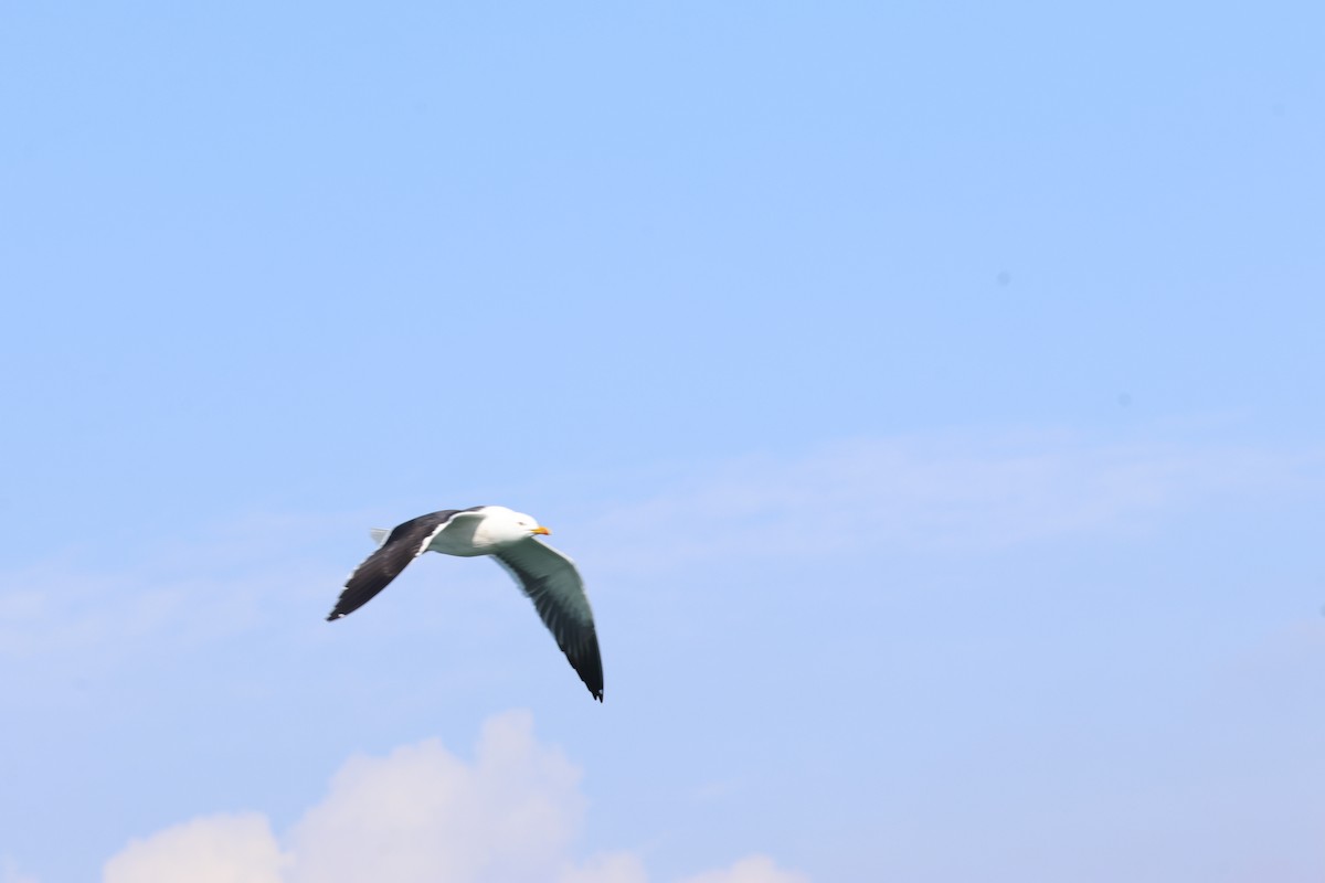 ニシセグロカモメ - ML652210592