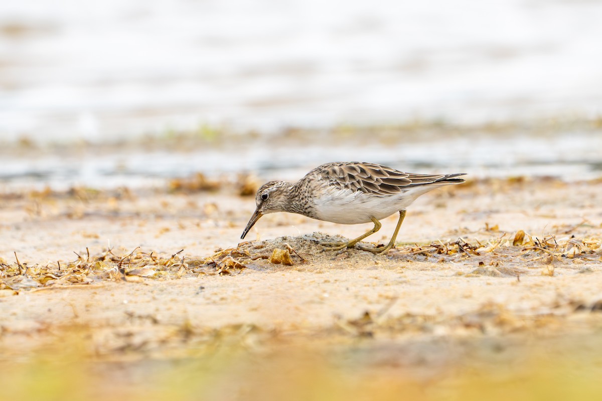 Correlimos Pectoral - ML652210600