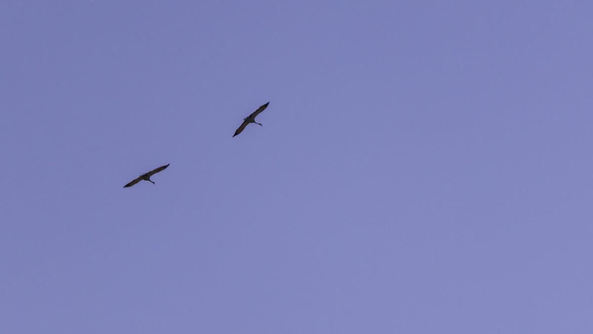 Blue Crane - ML652210671