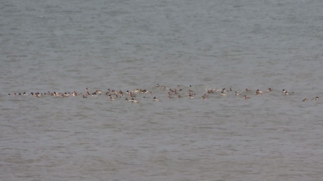 Red-breasted Merganser - ML652210693