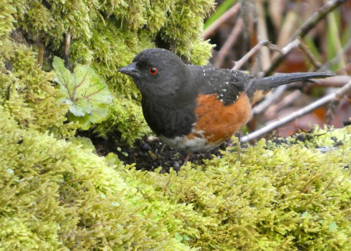 Spotted Towhee (oregonus Group) - ML652210746