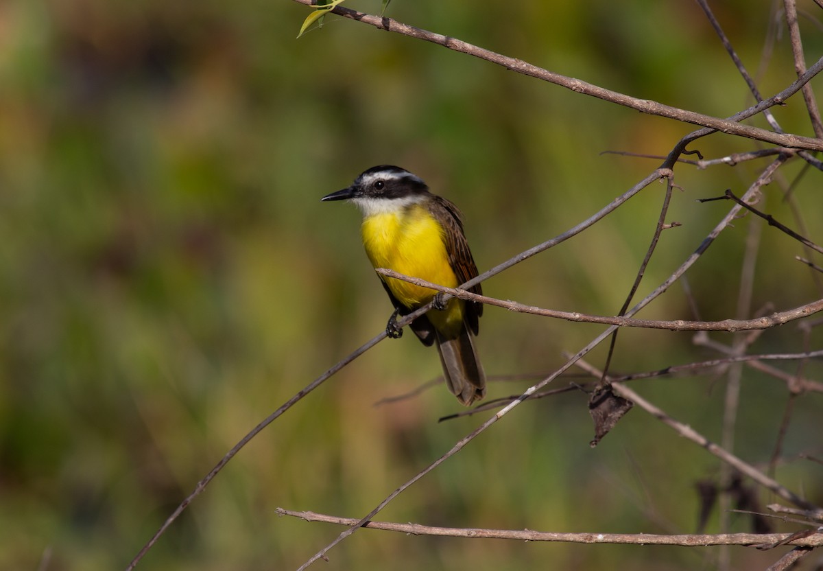 Lesser Kiskadee - ML652210761