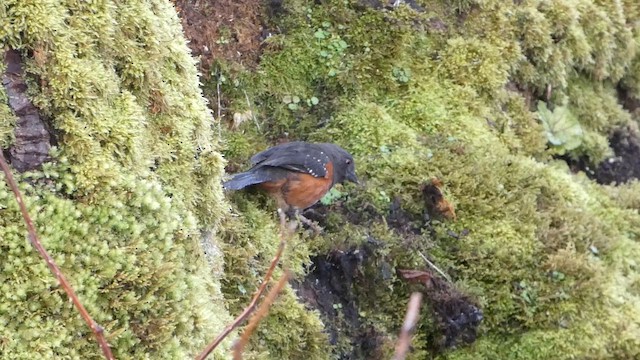 Spotted Towhee (oregonus Group) - ML652210763