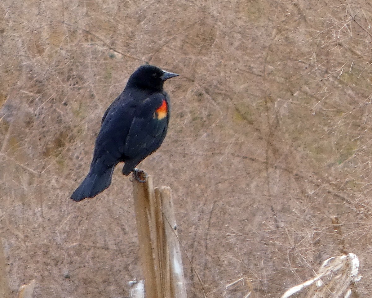 Red-winged Blackbird (Red-winged) - ML652210787
