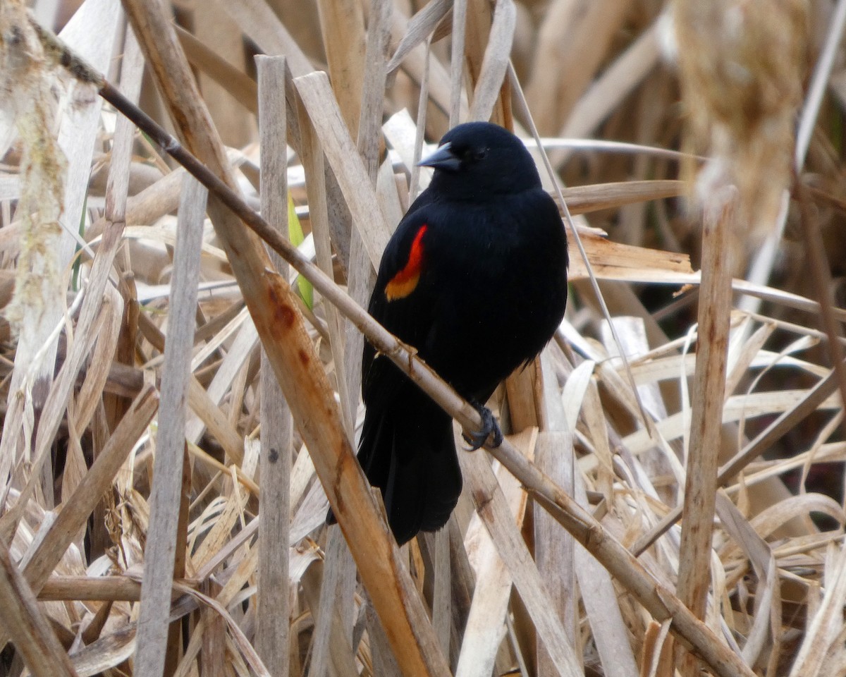 Red-winged Blackbird (Red-winged) - ML652210788