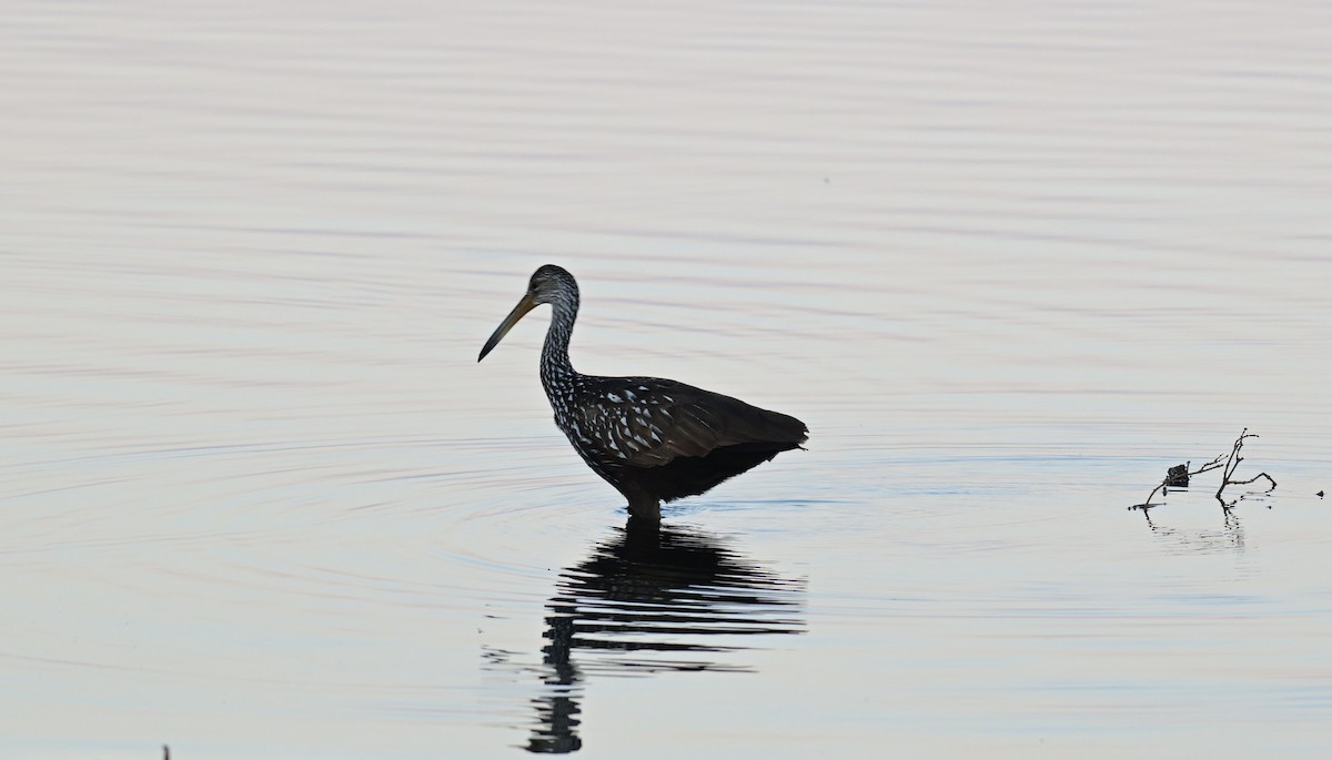 Limpkin - ML652210812